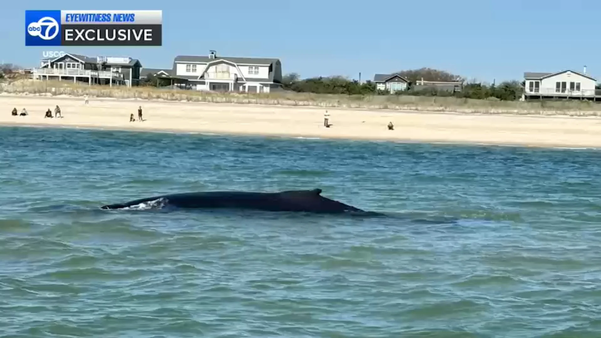 US Coast Guard helps rescue juvenile humpback whale stuck on sandbar off New York's Fire Island