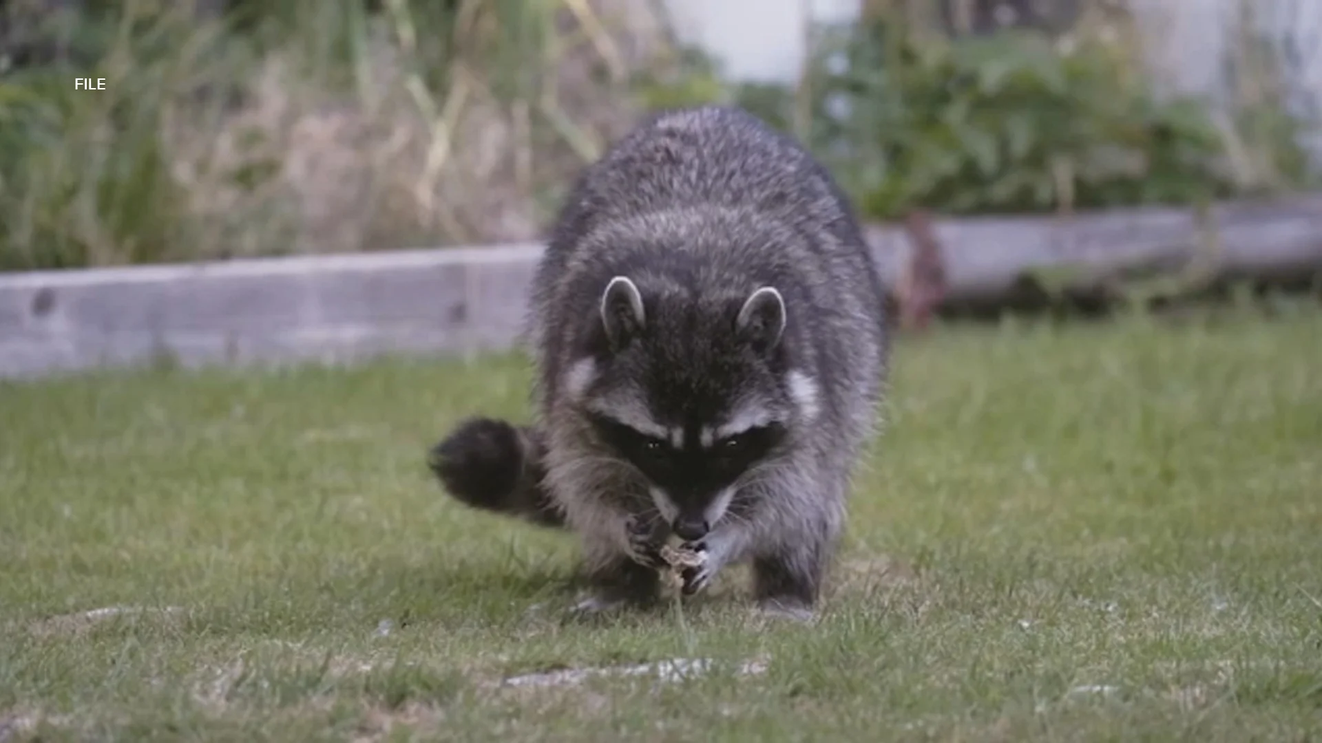 Possible rabid raccoon found in backyard of Westlake Village home; dog, 4 workers possibly exposed