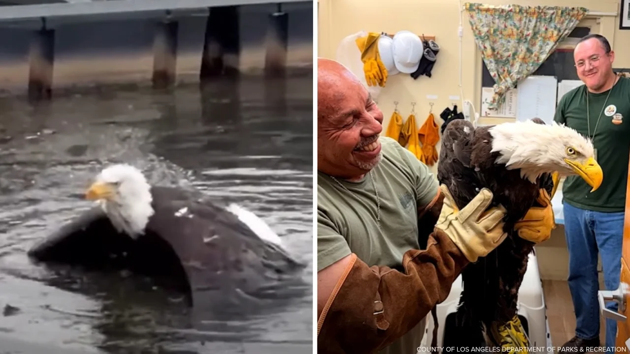 Injured bald eagle rescued after fight is believed to be Jackie, Friends of Big Bear Valley says