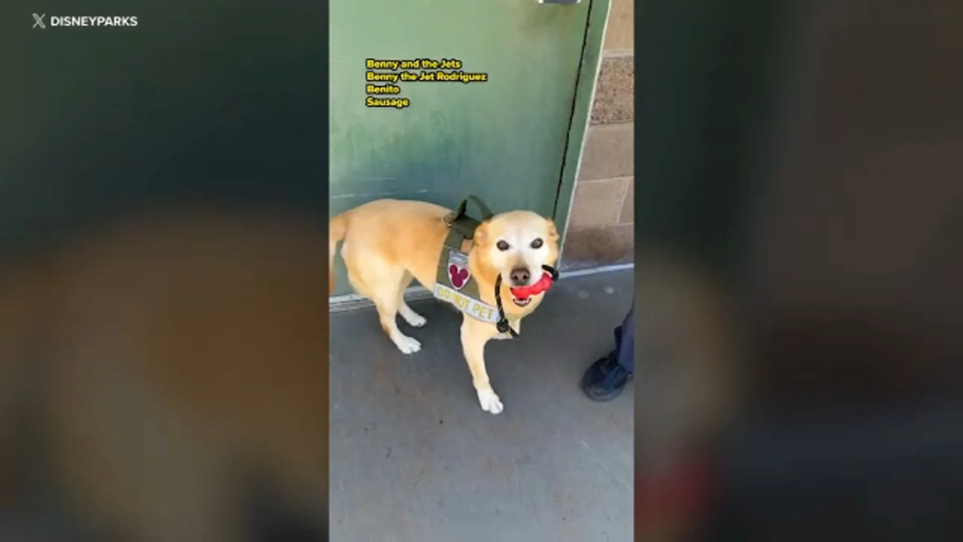 Benny, the Disneyland security dog, retires after 6 years