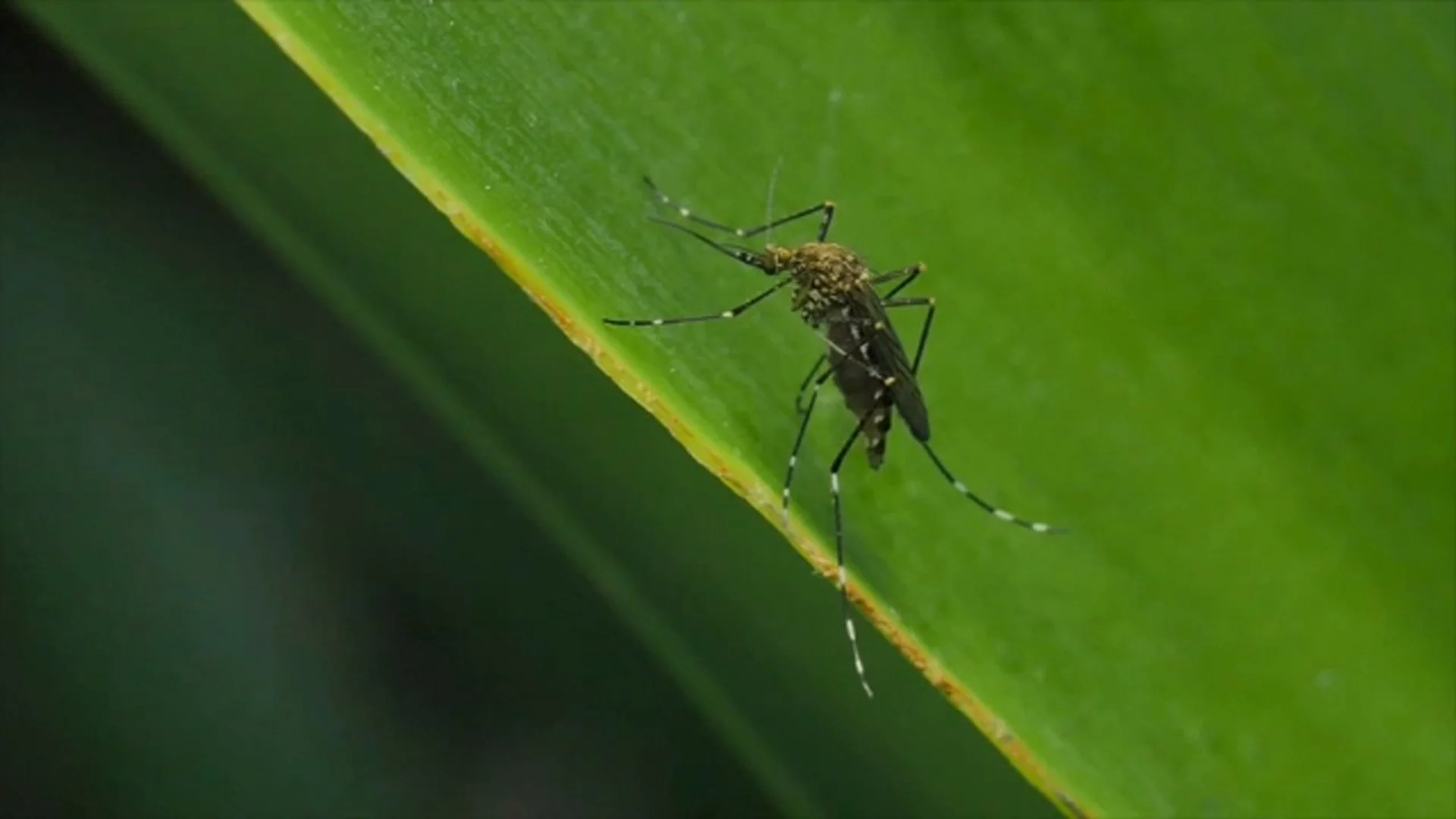 Extreme heat accelerates mosquito breeding, prompts emergency spraying amid health concerns