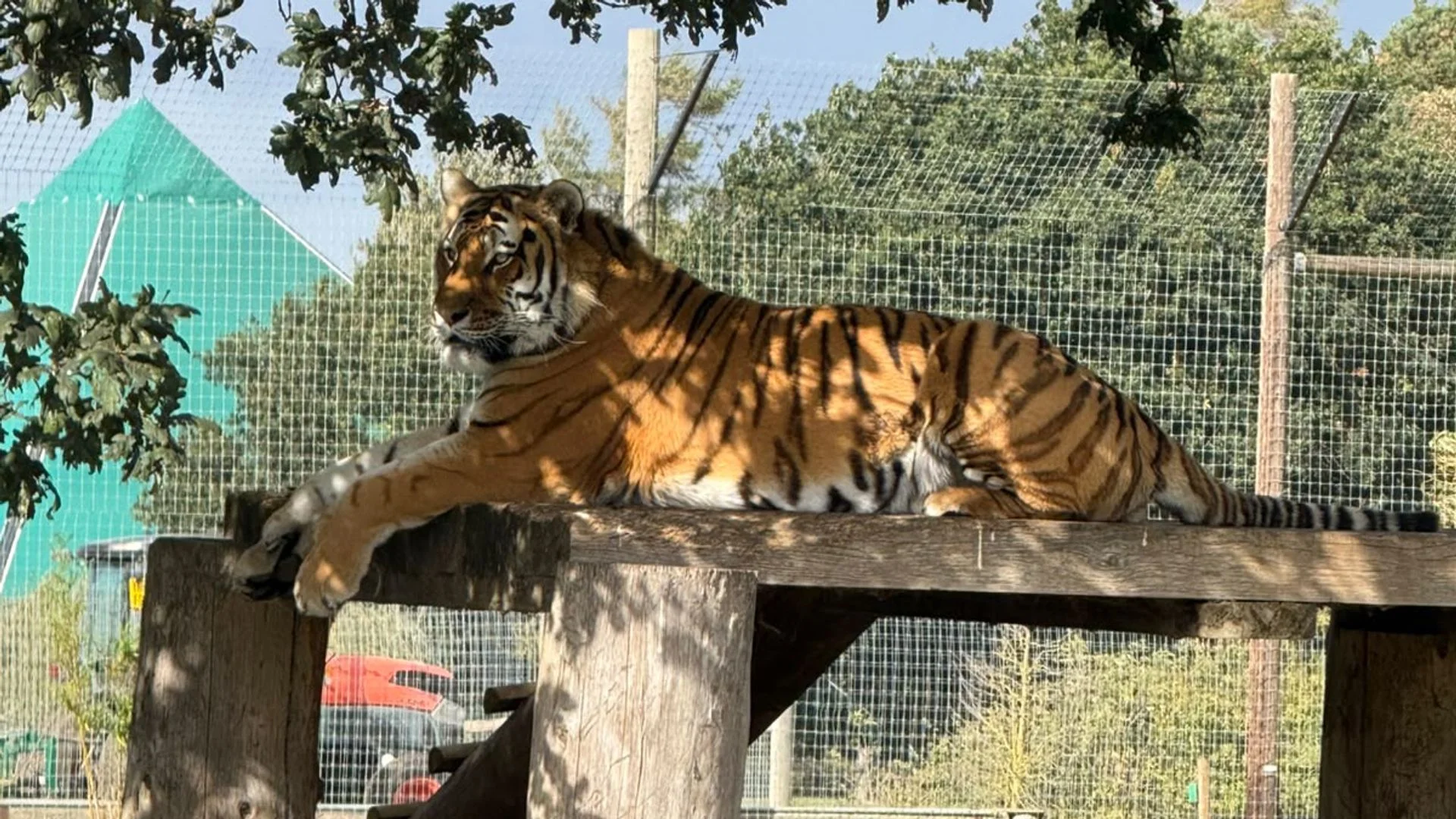 Man fatally attacked by tiger at UK wildlife park told animal to 'stop being naughty'