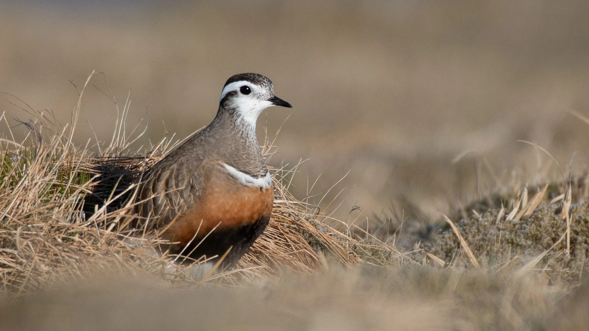 UK bird species could be first lost to climate change, conservationists warn