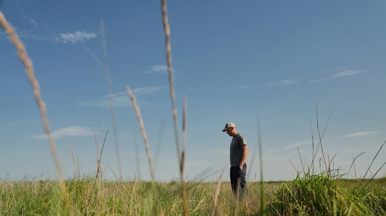 Farmers turn to perennial grains as one solution to extreme weather