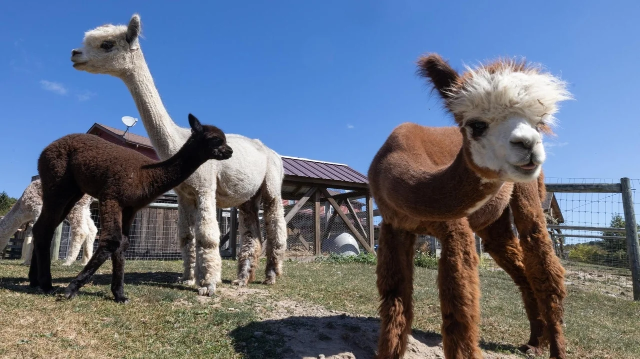 Stay at Buck Brook Alpacas farm in Roscoe for a cozy NYS fall getaway