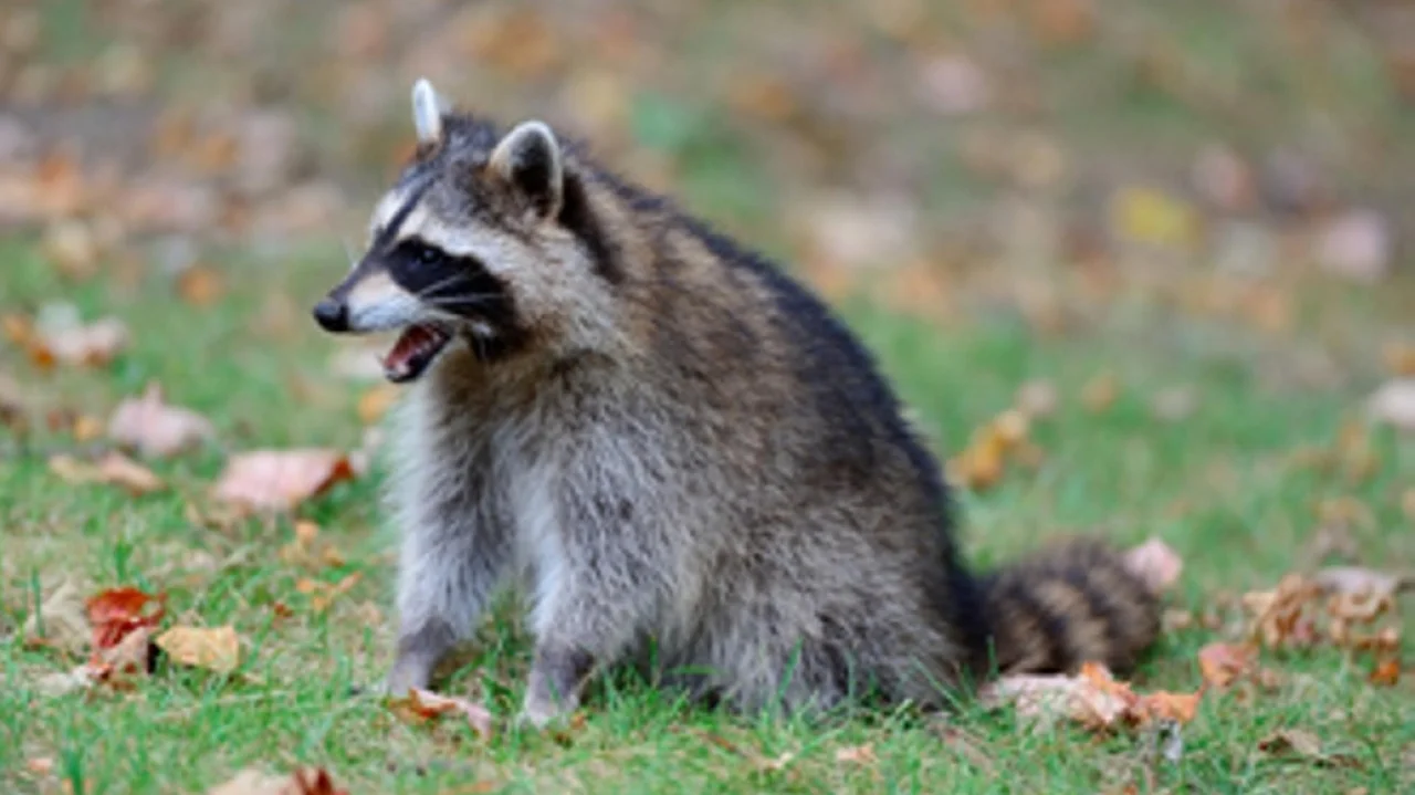Two dead rabid raccoons found in Islip Town — the 38th and 39th cases in Suffolk, health officials s