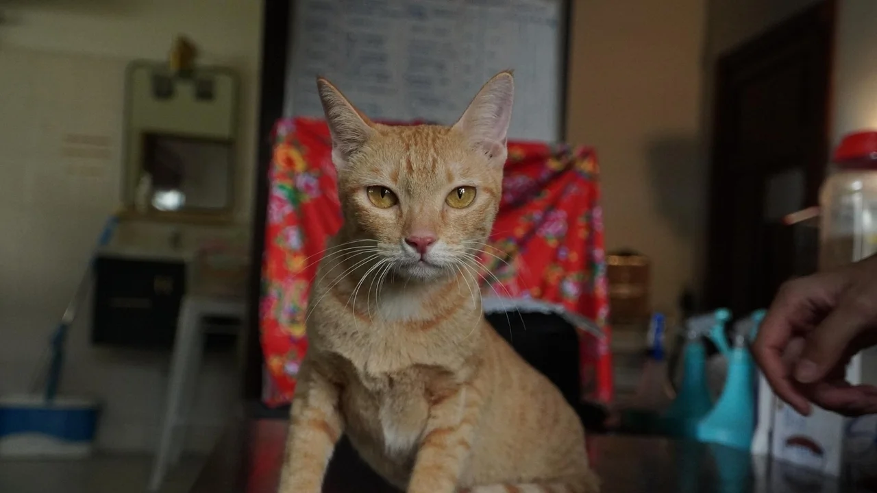 Vietnamese police arrest 12 suspected of prowling city streets at night, snatching cats for meat