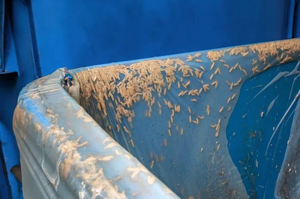 Stop flies and maggots from infesting bins with 2 simple household items