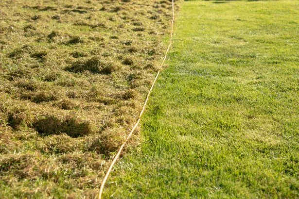 Simple lawn mistake in October could see moss returning for months
