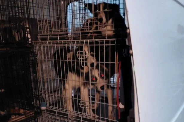 21 dogs and 'terrified' cat found in 'totally unacceptable' conditions as owner blamed old age
