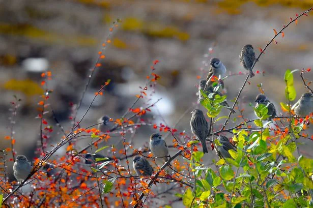 Birds will be flocking to your garden within 5 minutes of placing £10 Argos item outside