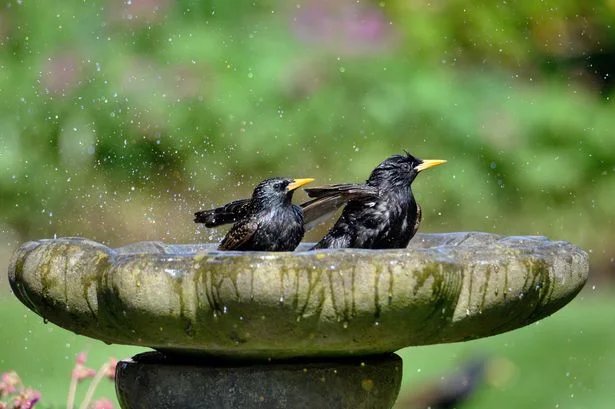 Birdbaths will be algae and bacteria-free if cleaned with 1 natural household item