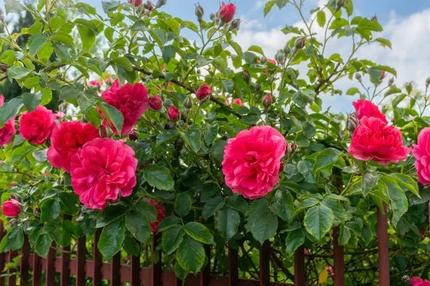 Roses will be healthier after doing 1 simple task Monty Don and Alan Titchmarsh insist on