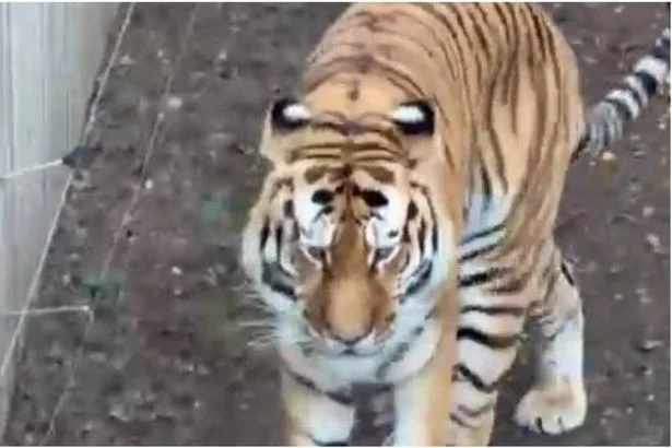 Witnesses recall horrifying scream in man's final moments before tiger attack