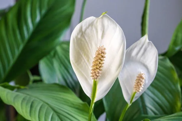 Peace lilies will ‘bloom more’ after 1 simple task that needs doing in October