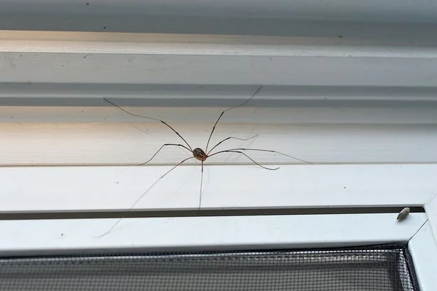 Everyday item attracting spiders into your home this autumn