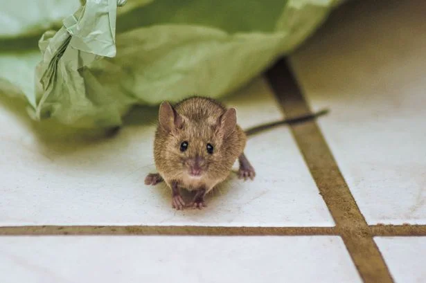 I tried 1 simple hack to keep mice and rats out of my home – it worked so well