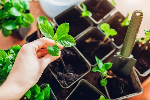'Essential' check you must do before bringing garden plants inside this winter