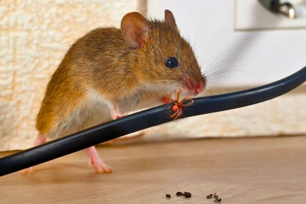 Rats and mice will stay away for good if you place 1 everyday item around your home