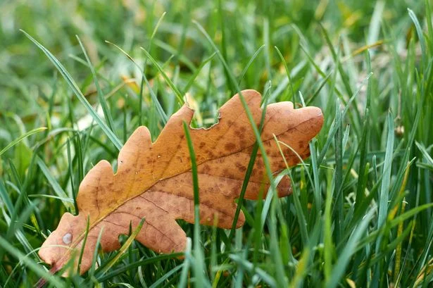 Gardeners given two-step October plan to help grass recover 'naturally'