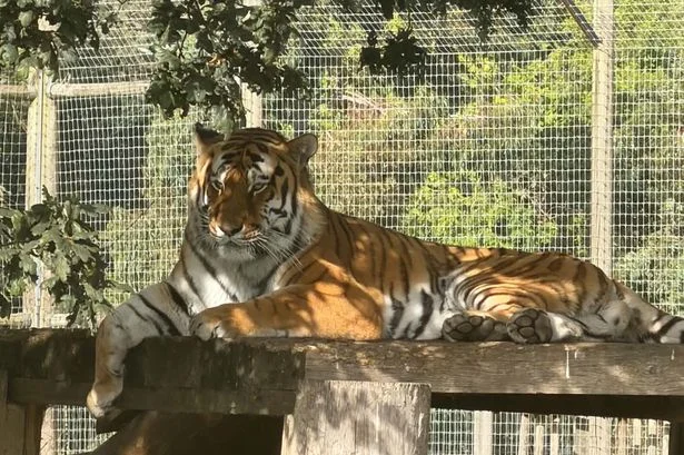 Update on killer Yorkshire Wildlife Park tiger as reopening confirmed