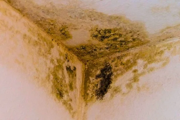 Bedrooms and bathrooms will never have mould if you keep 1 natural item in them