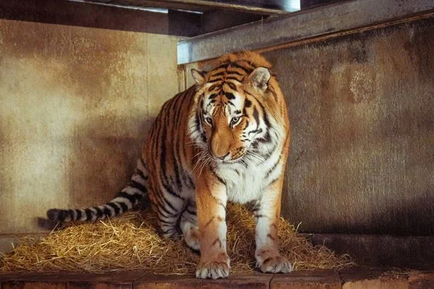 The two things police make plea not to do after man killed by tiger at wildlife park