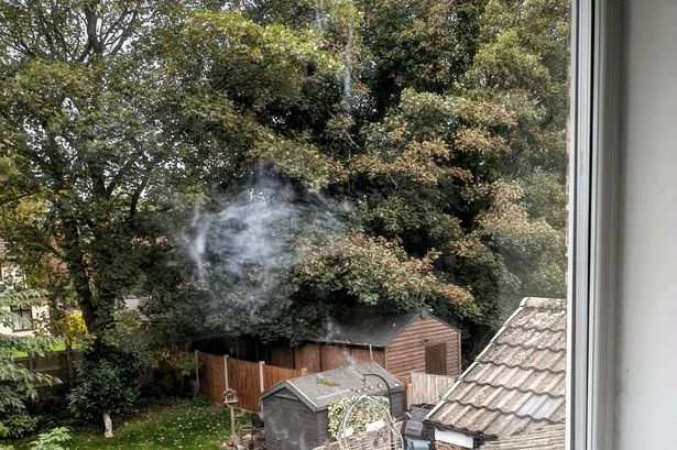 A bird flew into my window this week - here's what I am doing to prevent it happening again