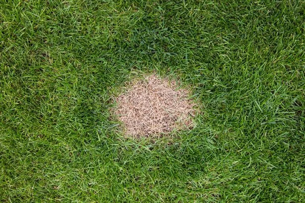 Households urged to remove 1 common item from lawns this autumn to prevent brown patches