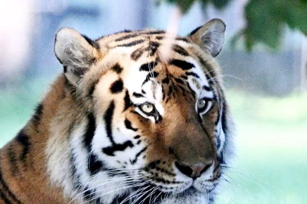 Yorkshire Wildlife Park reopens after tiger mauling death as big cat pictured