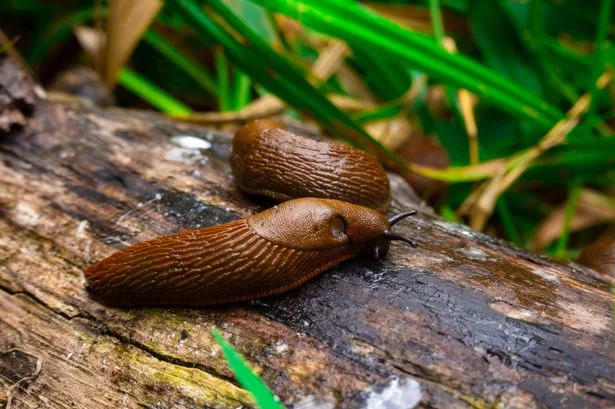Gardeners urged to grow 1 simple flower to help deter slugs naturally