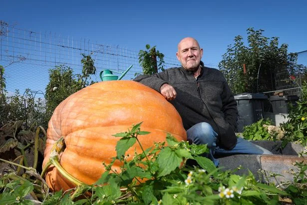 Man says 'there's no secret' after £15 purchase turns into 25 stone Waterloo pumpkin