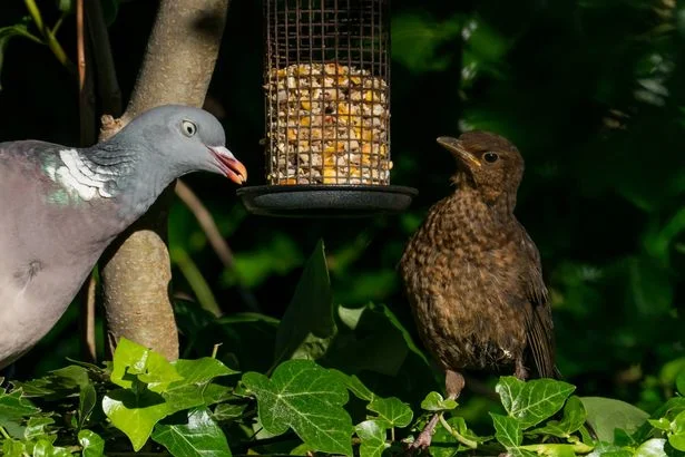 RSPB warns UK households not to feed garden birds this October amid ban on feeder sales