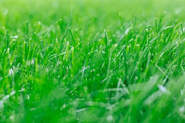 Gardeners urged to do one simple job this month for better lawns next year