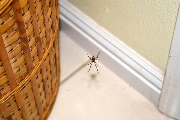 Keep spiders away from your home with simple 30p cupboard ingredient
