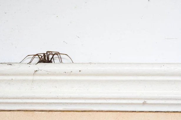 I asked pest experts how to keep spiders out of my house — 1 remedy stands out