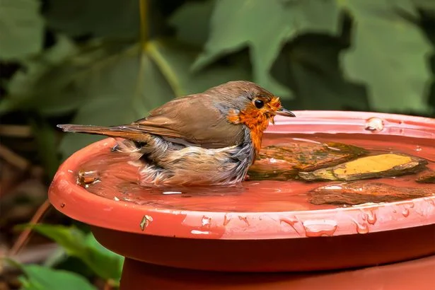 Robins will be attracted to your garden more if you keep 1 household item in bird baths