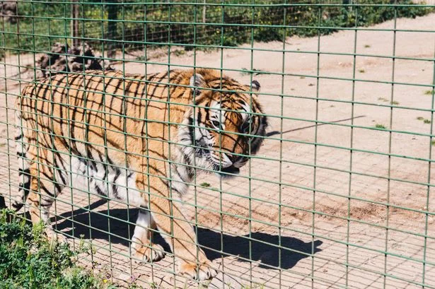 Man 'dancing happily with AirPods in' before fatal tiger attack at Yorkshire Wildlife Park