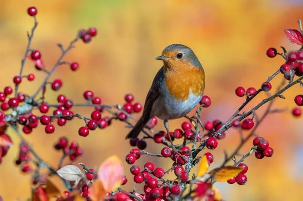 Keep robins coming back to your garden in October with 1 food they 'absolutely love'