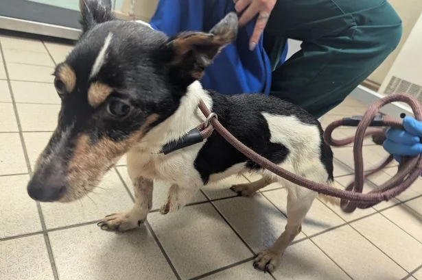 Netherton woman banned from keeping animals after dog's leg severed